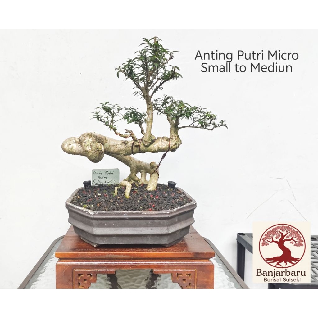 Bonsai Anting Putri micro okulasi Size Medium Prospek