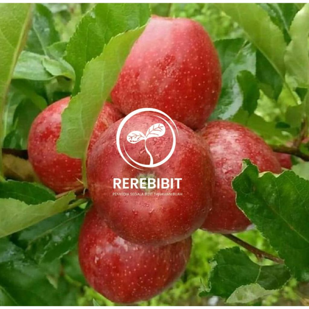 Bibit Apel Fuji Batang Besar Super