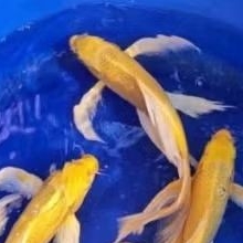 Koi Ogon Slayer Butterfly Size 20-25Cm Good Quality Hiasan Aquarium Dan Kolam