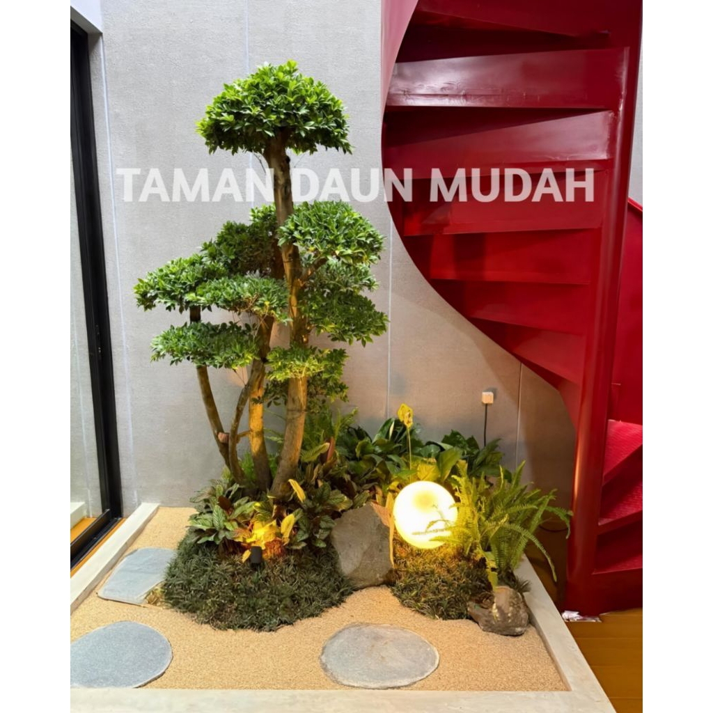taman bonsai beringin dolar mikro / taman jepang