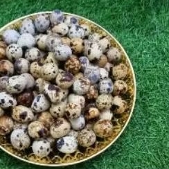 telur puyuh mentah 5 kg murah banget