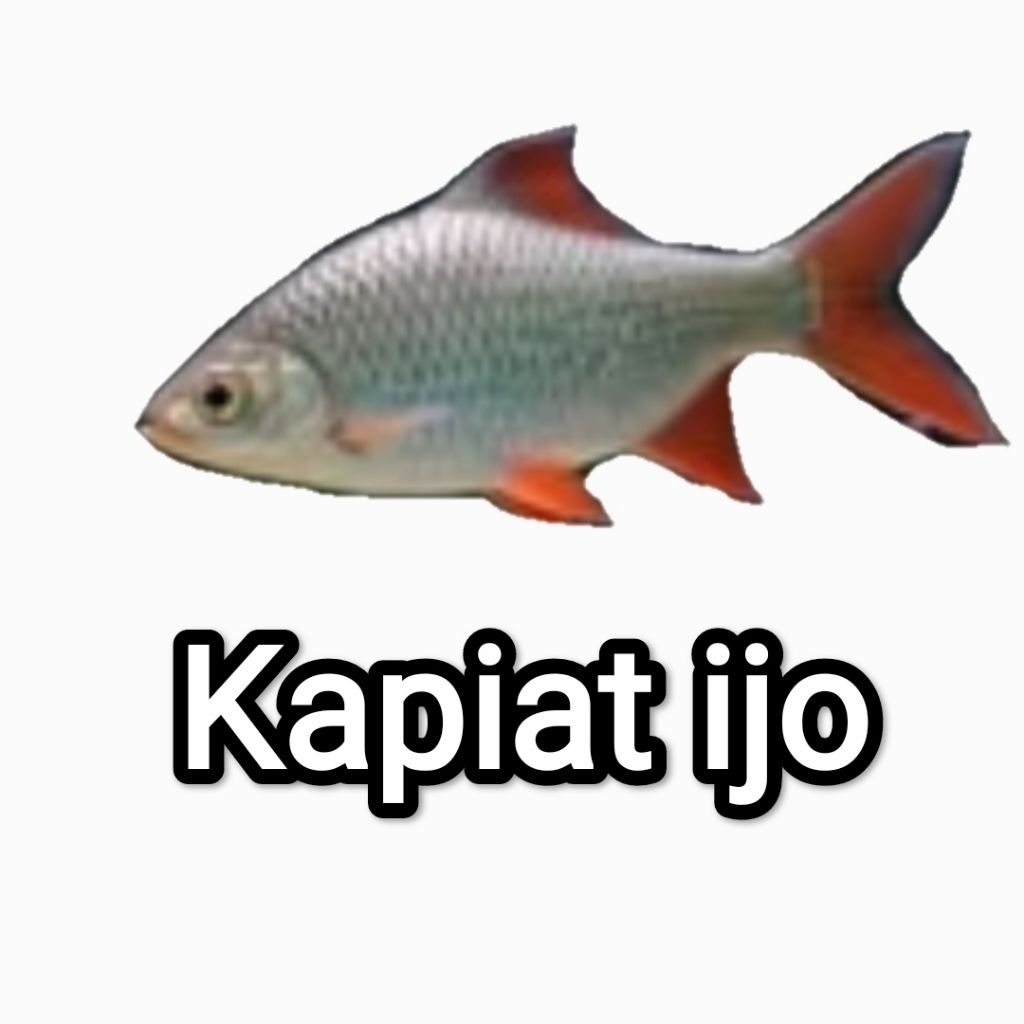 Tankmate predator kapiat ijo