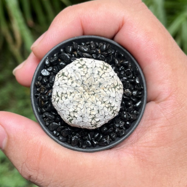 Kaktus Astrophytum Snow V-Type