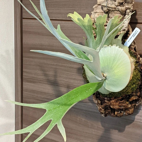 Tanaman Hias Kadaka Tanduk Rusa / Kadaka Uncal