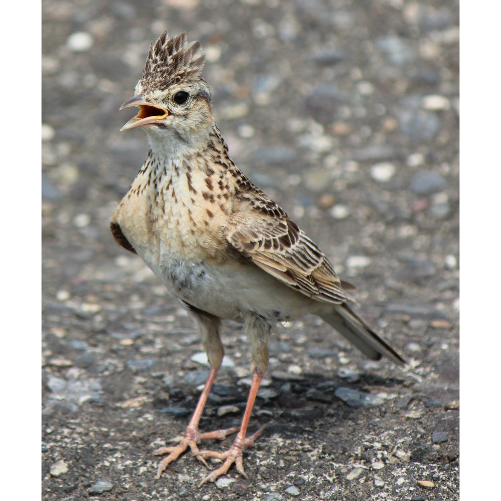 Burung Sanma Eurasia Branjangan Pilihan jantan Rajin Bunyi
