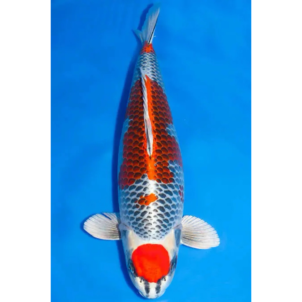 Koi kujaku size 25++