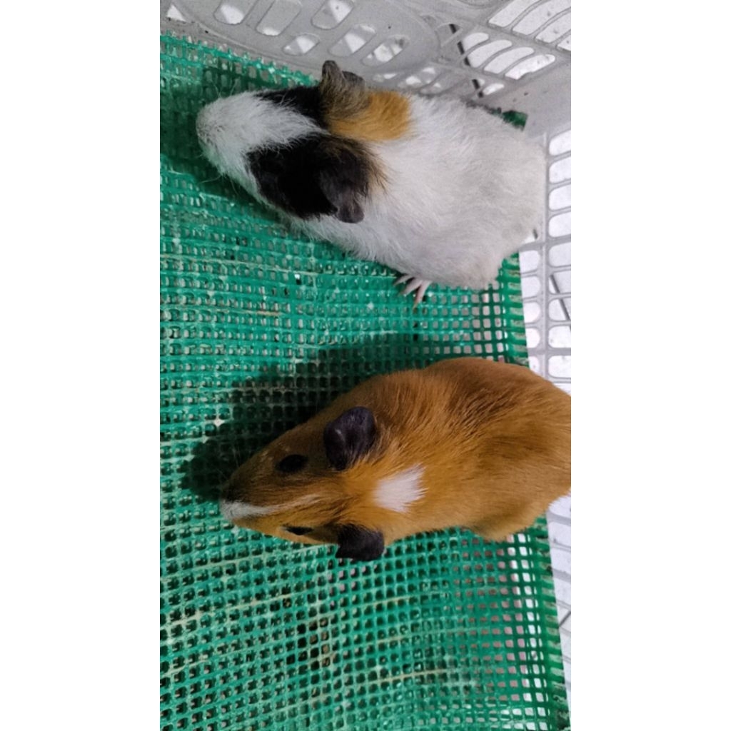 Marmut Hias Guinea pig American