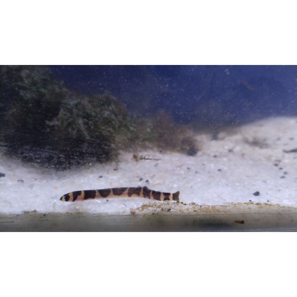 Kuhli Loach Hiasan Aquarium Ikan Aquascape