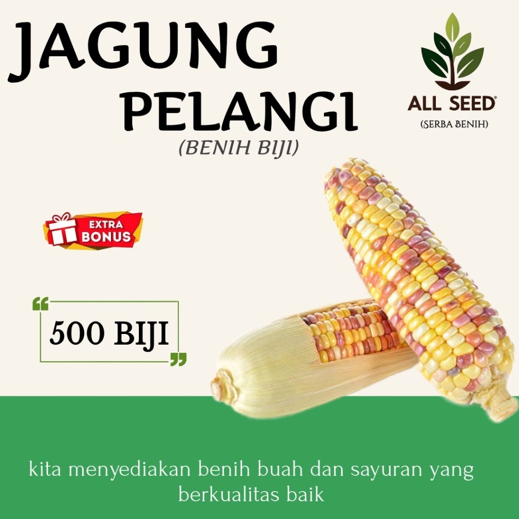 ( 500 biji ) Benih jagung pelangi | bibit biji jagung warna-warni | jagung rainbow