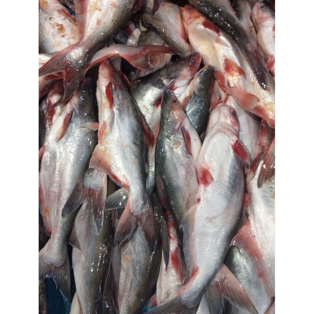 ikan patin segar.ikan tawar.ikanbtawar segar.ikan segar