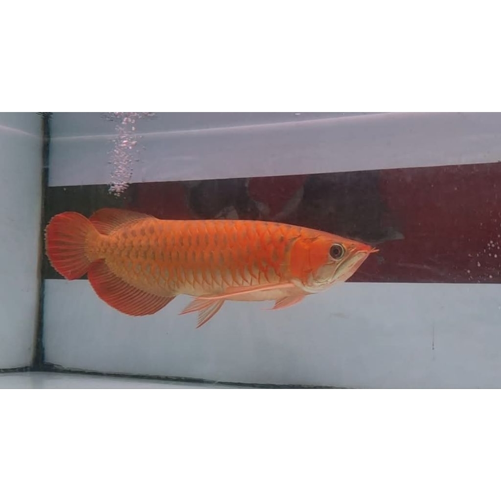 Arowana Super Red 40cm - Ikan Hias Aquarium
