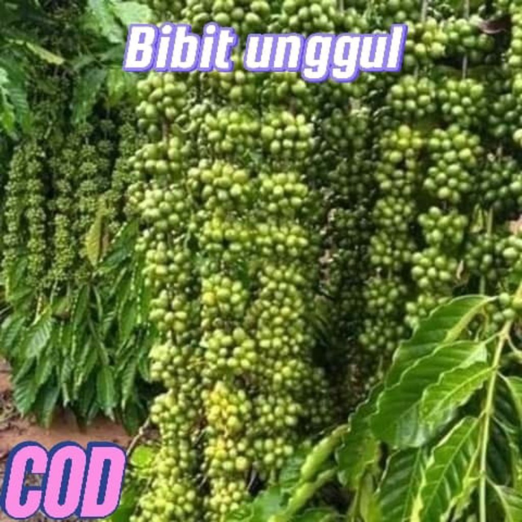 Bibit Kopi berbagai Jenis, Kualitas unggul