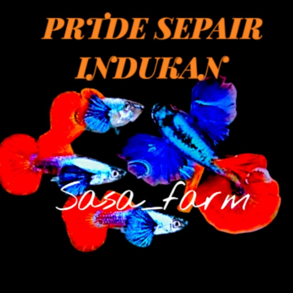 guppy PRTDE sirip besarr dumbo er, top grade sepair