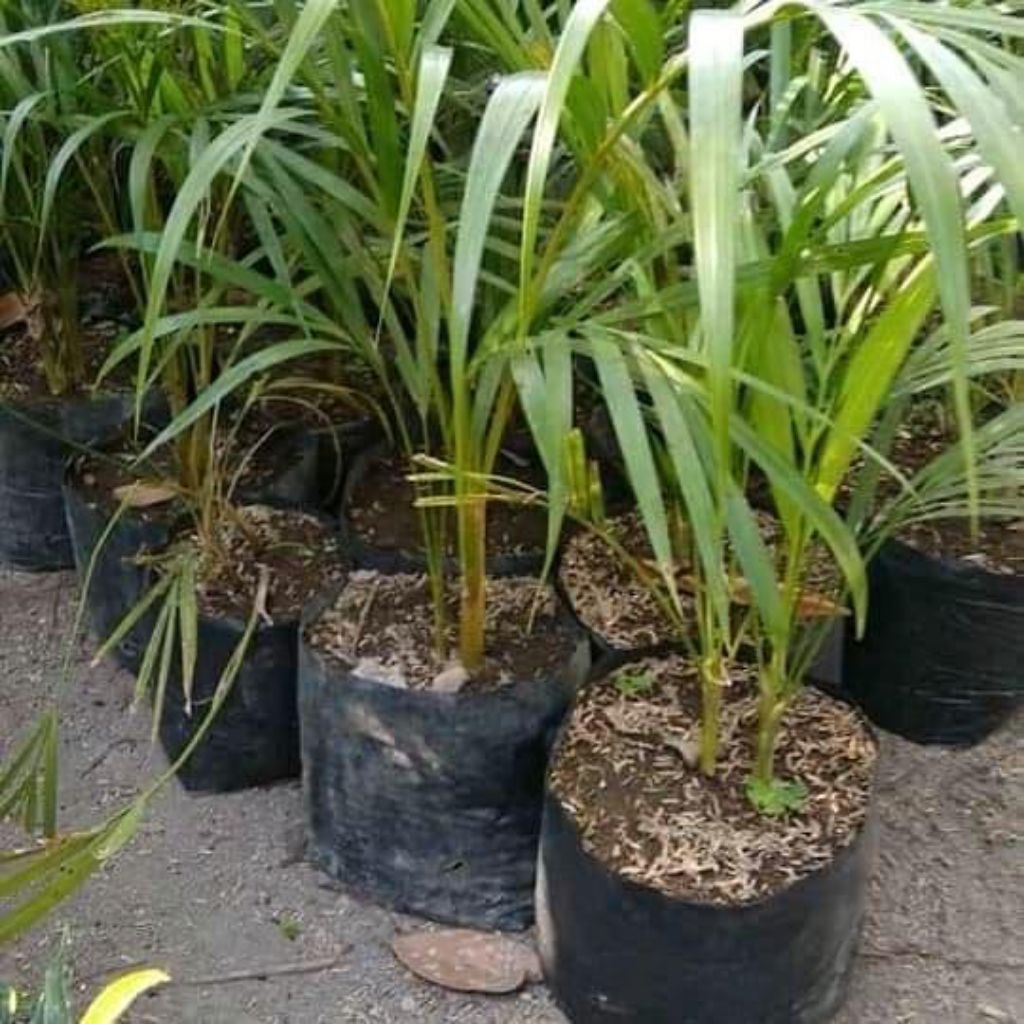 murah tanaman hias palem kuning mini - tanaman palem mini