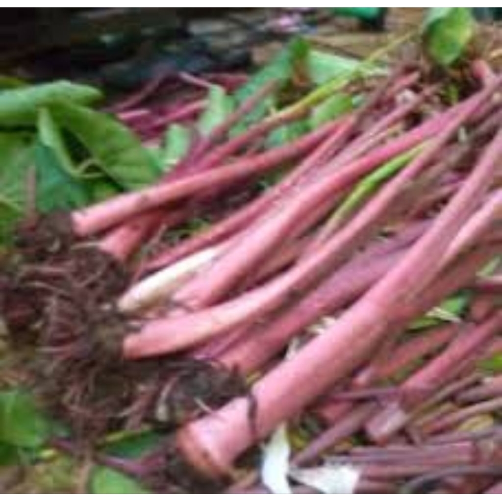 Promo COD bibit talas unggu atau lompong