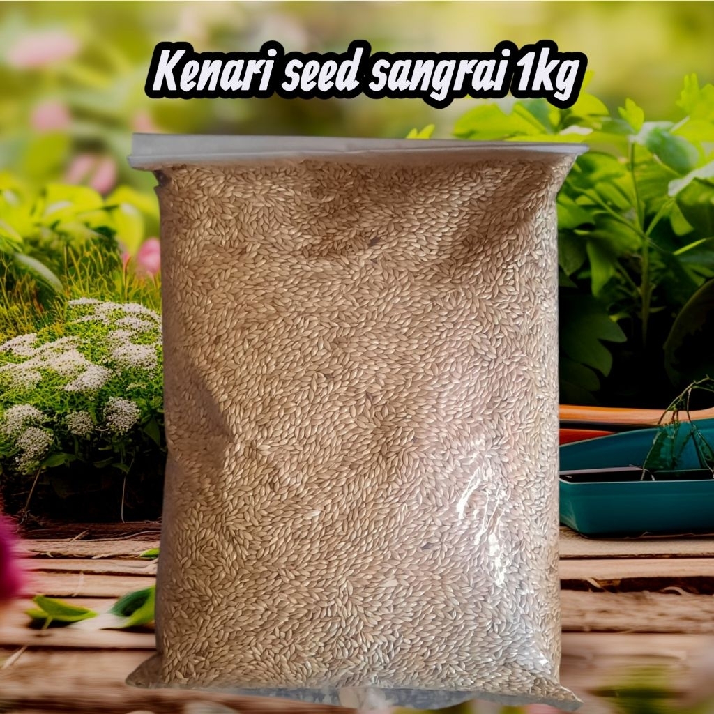 kenari seed sangrai pakan burung kualitas terbaik