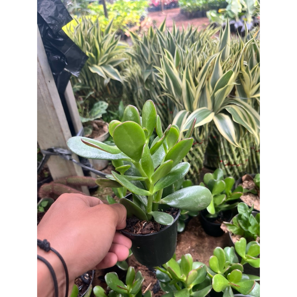 tanaman hias jade plant - jade plant original - paperomia jade plant