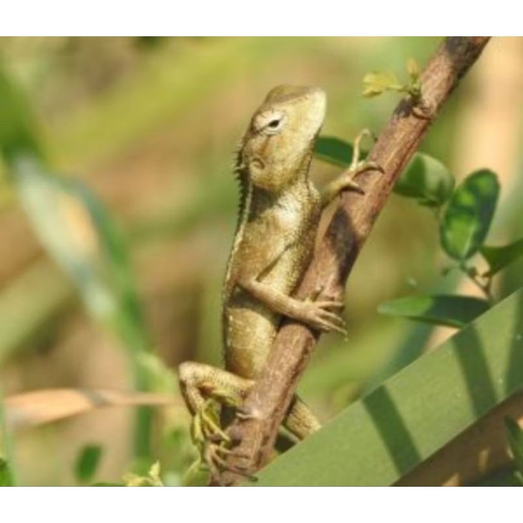 Hiasan Miniatur londok/Bunglon jinak
