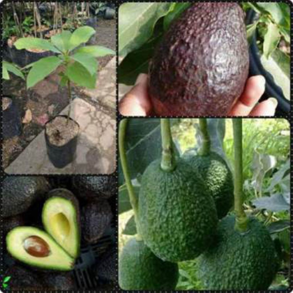 Bibit ALPUKAT VARIGATA,,,asli hasil okulasi...