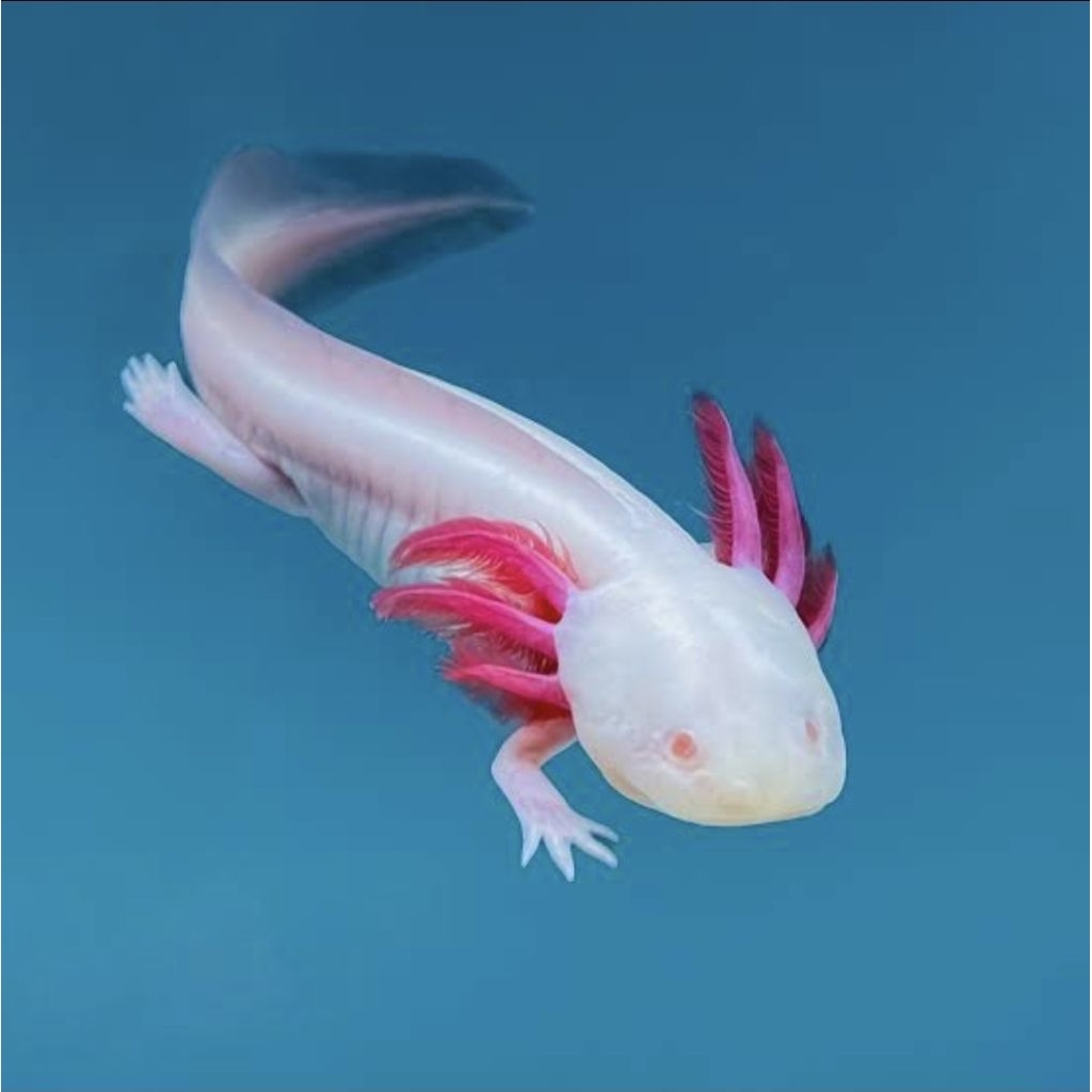 ikan axolotl albino atau salamander air untuk aquarium dan aquascape
