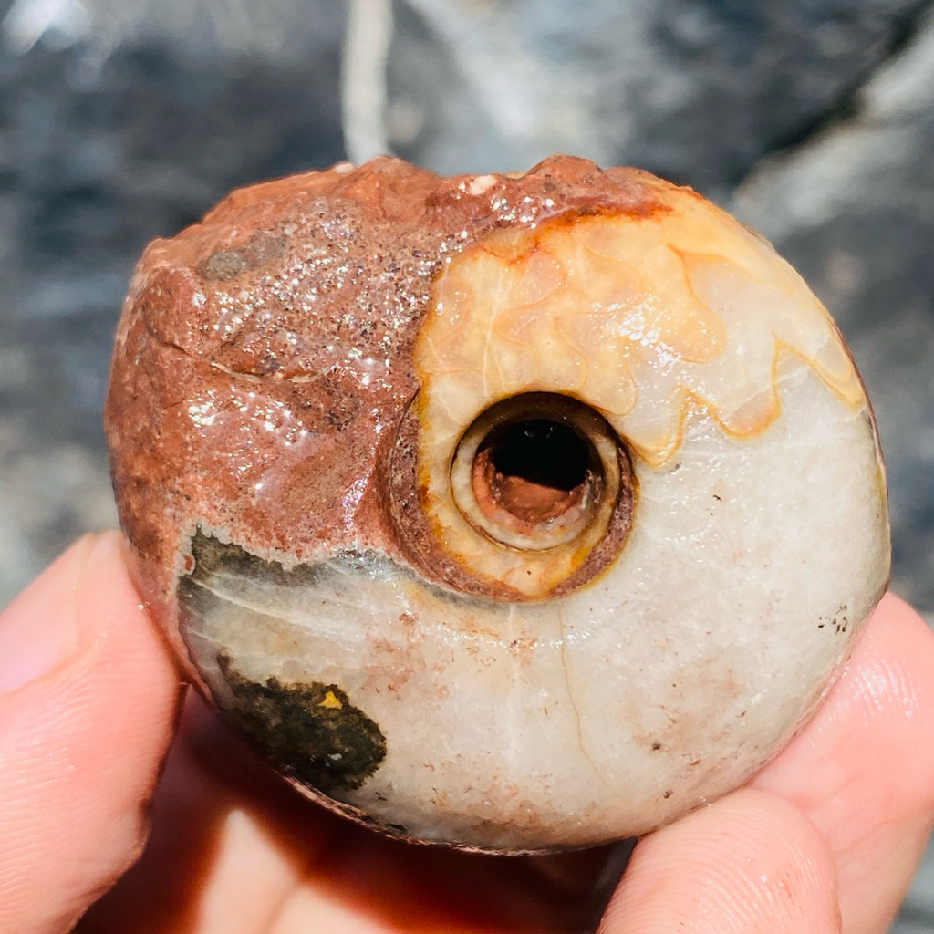 53Gr Fosil Ammonite - Natural Ammonite Full Suture