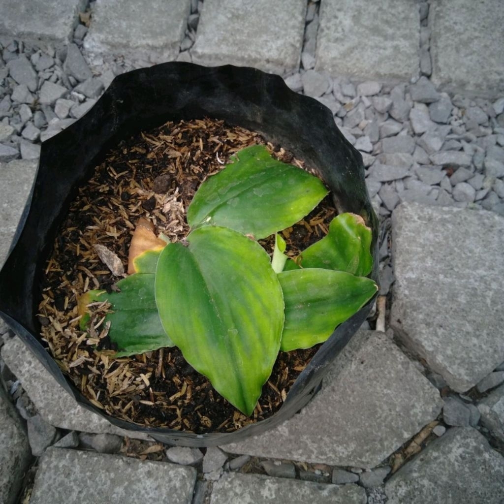 Bibit kencur, Tanaman kencur, Daun kencur