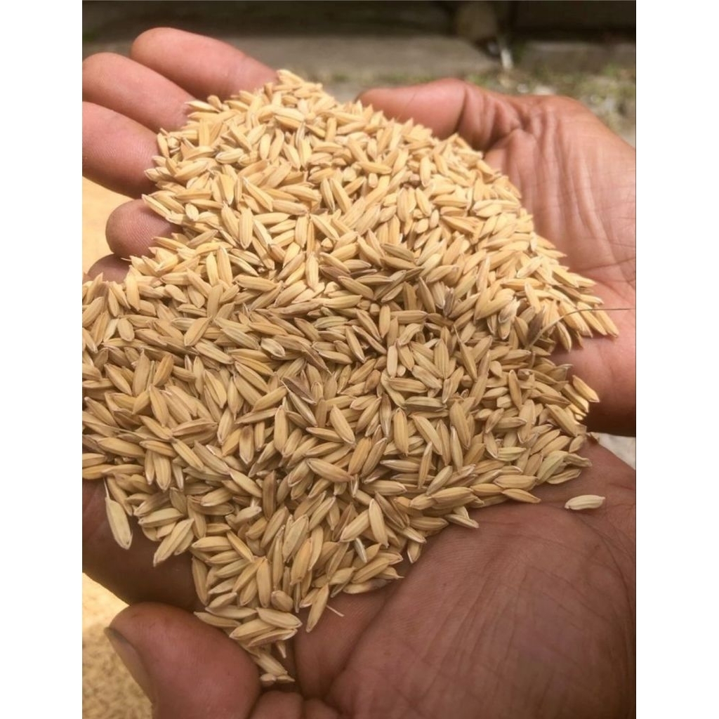 1 KG BENIH PADI PREMIUM JENIS MR 66  | Tahan rebah, hasil maksimal