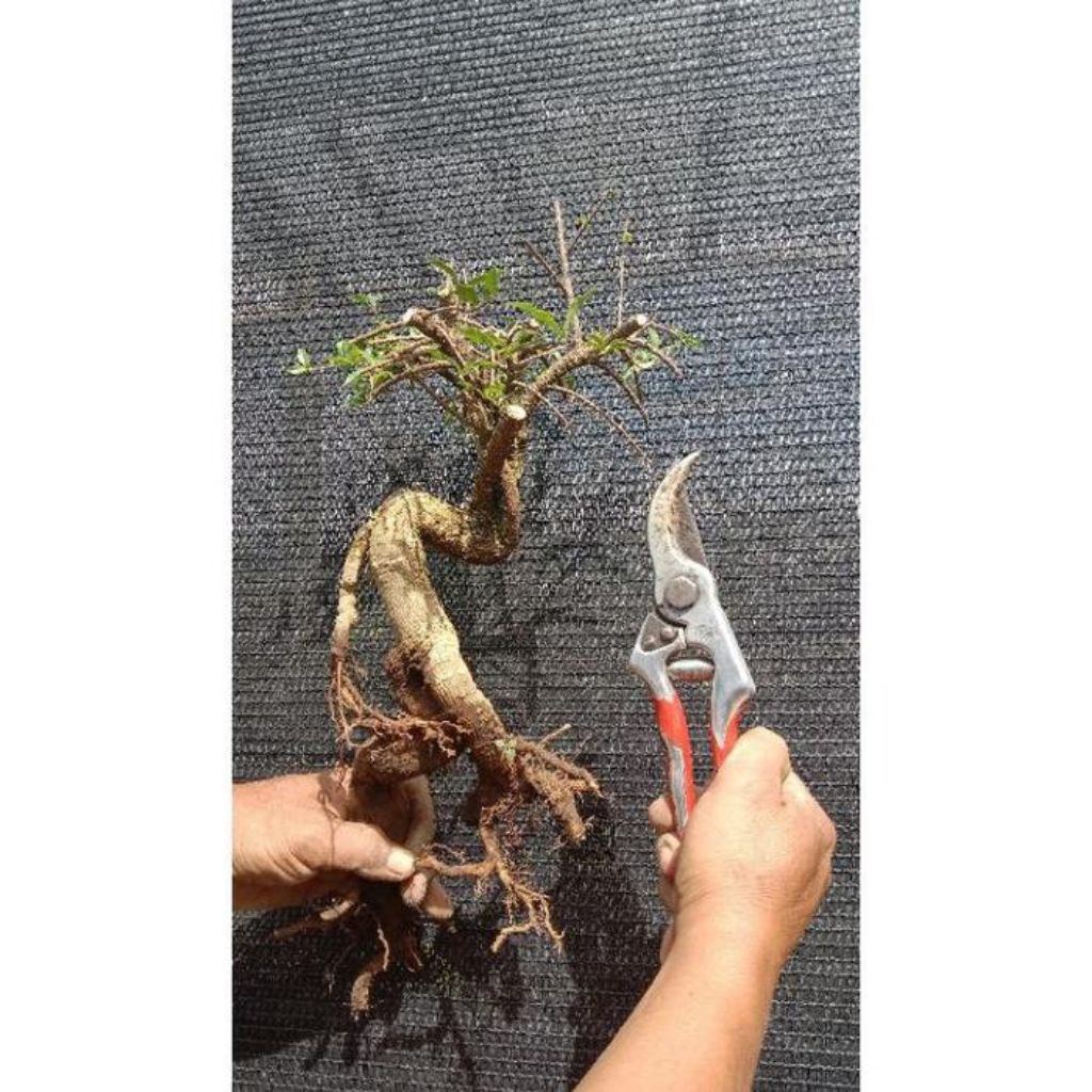 Bahan bonsai sakura mikro bonggol berkarakter