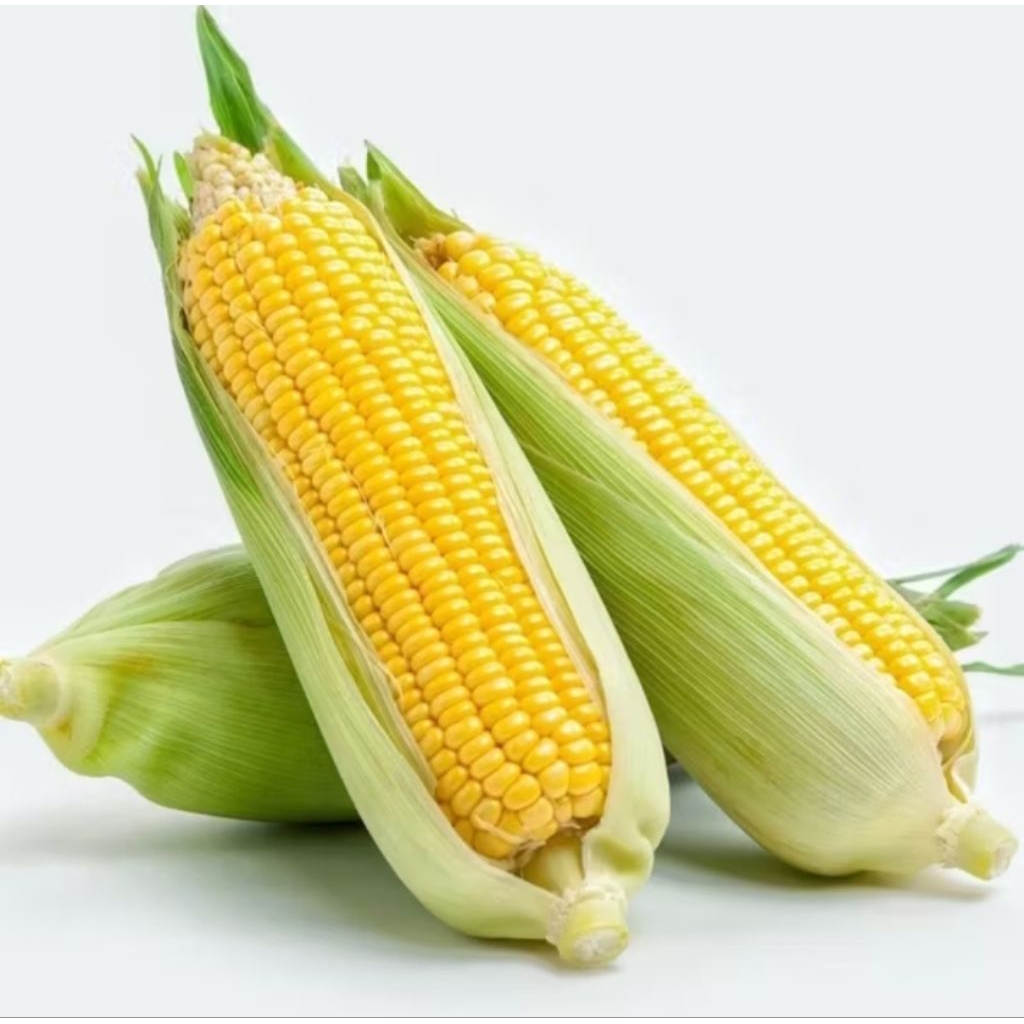 Benih Bibit Jagung Manis Isi 100 Biji- Bibit Benih Jagung Manis