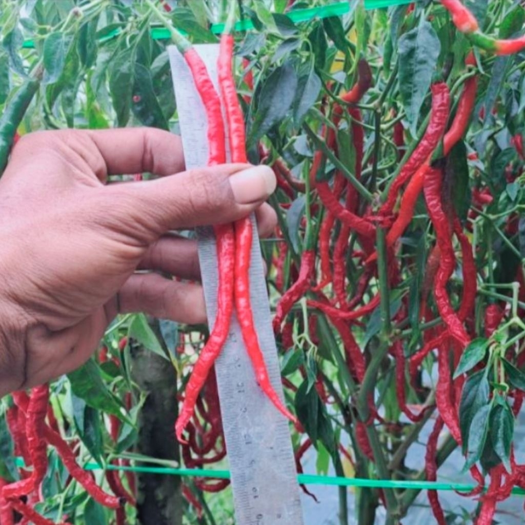 Bibit CMK Lokal PRIMA Tinggi 2M. Cocok Untuk Di Tanam di Kebun 15gram ✓