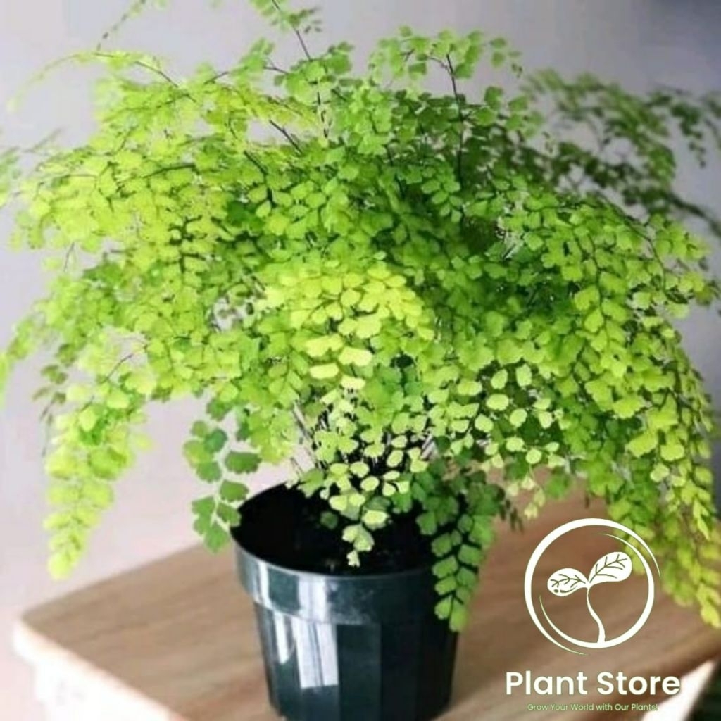 Tanaman hias suplir kampung rimbun - Tanaman hias