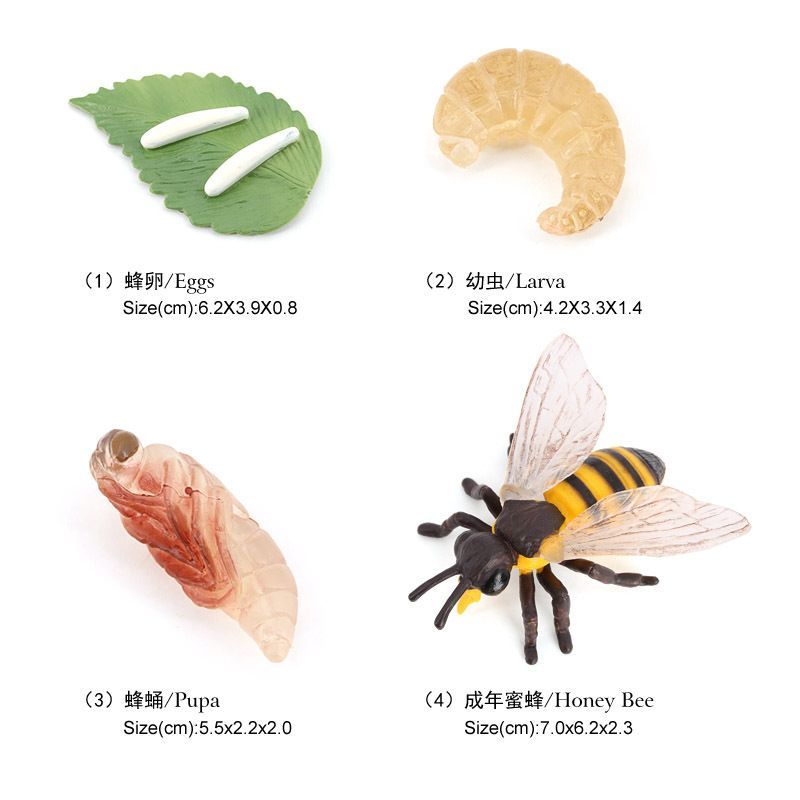 Mainan edukasi Siklus hidup Tawon Lebah telur larva biologi Life Cycle of a Honeybee material PVC