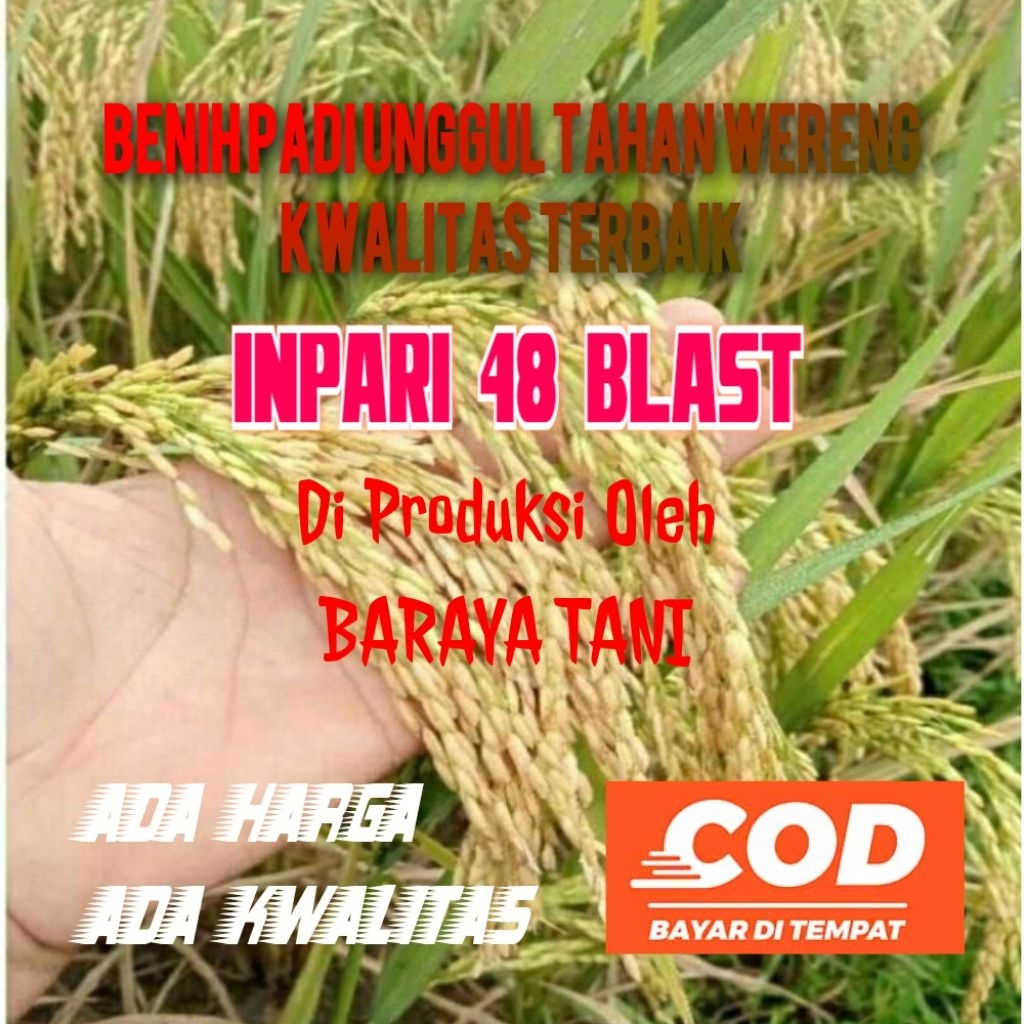 BIBIT PADI VARIETAS INPARI 48 BLAST KEMASAN 1KG