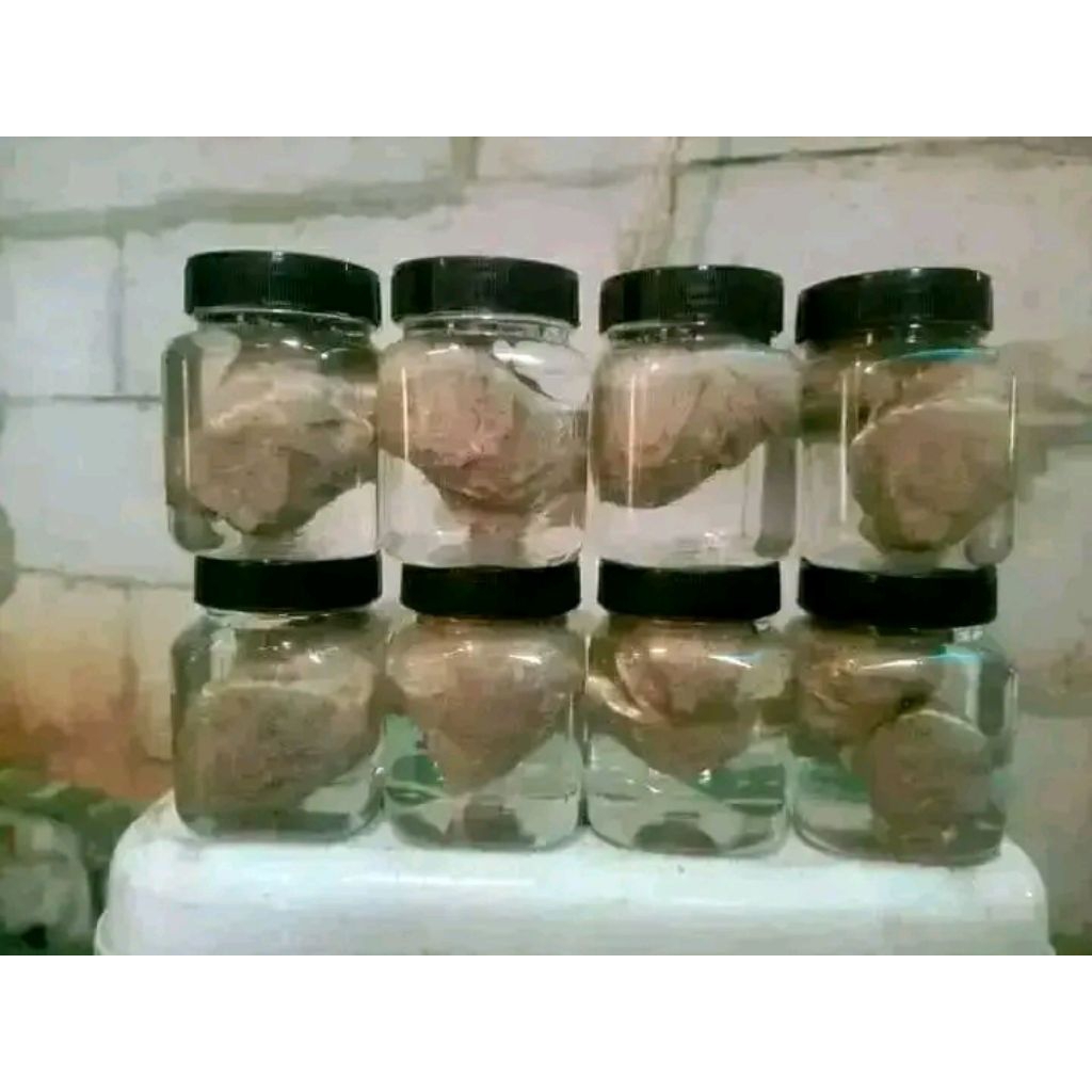 PULUT BURUNG ,PULUT GETAH KARET ASLI DAN GETAH BENDO JAMIN ANTI LELEH,ANTI LALAT,DAN ANTI BAU PIKAT 