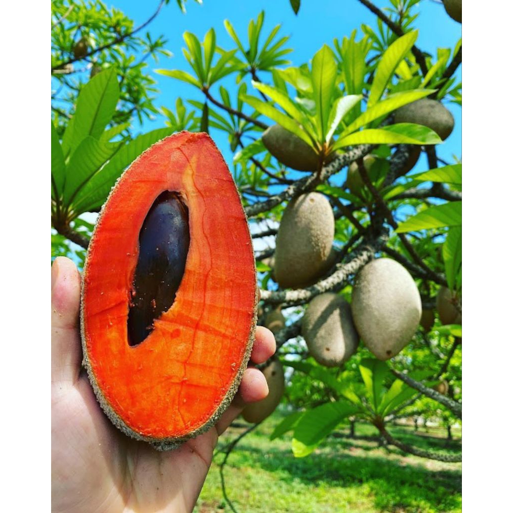 jual bibit sawo jumbo Mamey sapote siap berbuah lebat