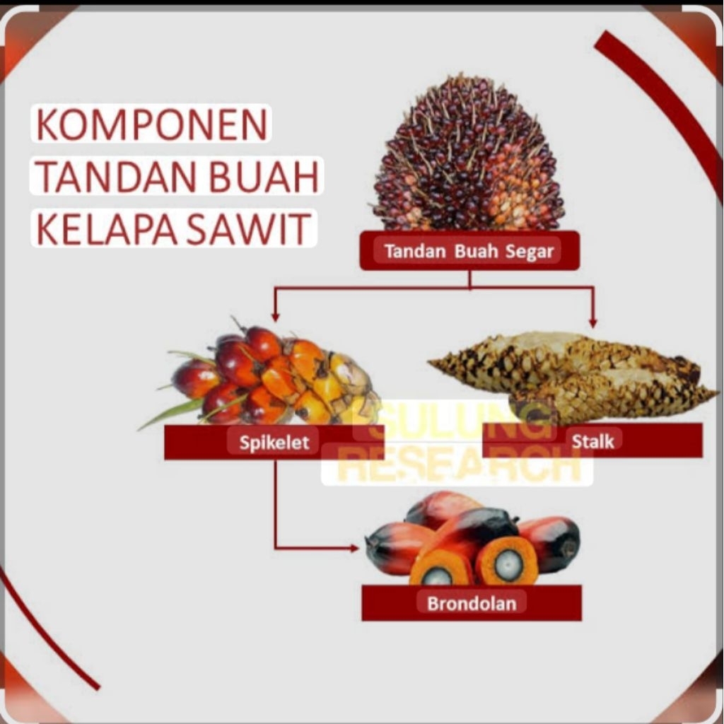 BIBIT KECAMBAH PILIHAN SRIWIJAYA 5 ORIGINAL