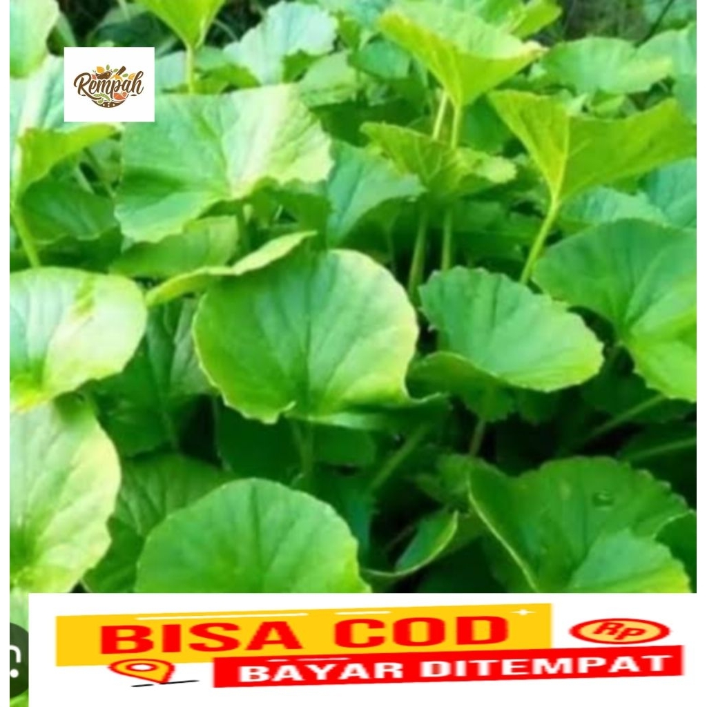 antanan segar pegagan segar fresh