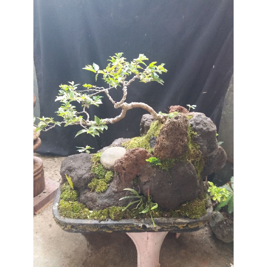 bonsai panorama alam (anggur brazil)
