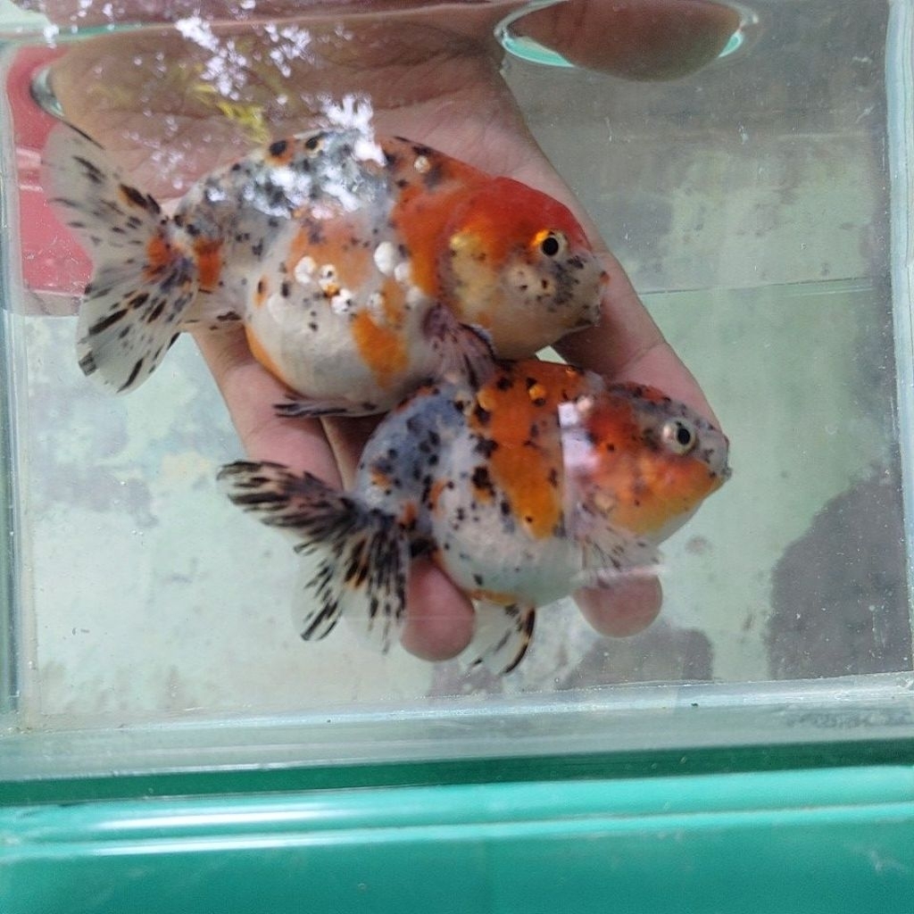 Paket 2 Ikan koki ranchu callico (sepasang jantan & betina)