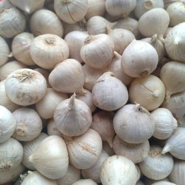 BAWANG LANANG/bawang tunggal ukuran kecil kualitas SUPER Anti Kanker Alami harga murah