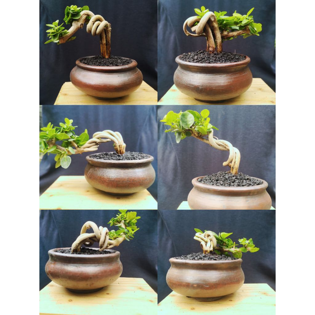 Bonsai Sancang splitrunk REAL PICT