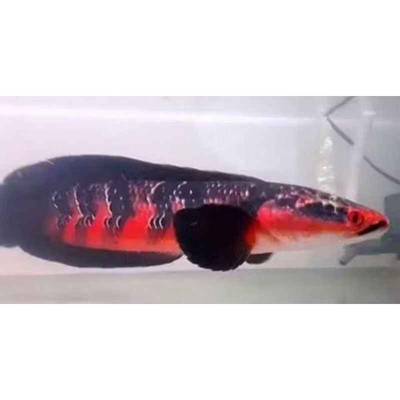 Red Barito 3-6cm (makan pelet)