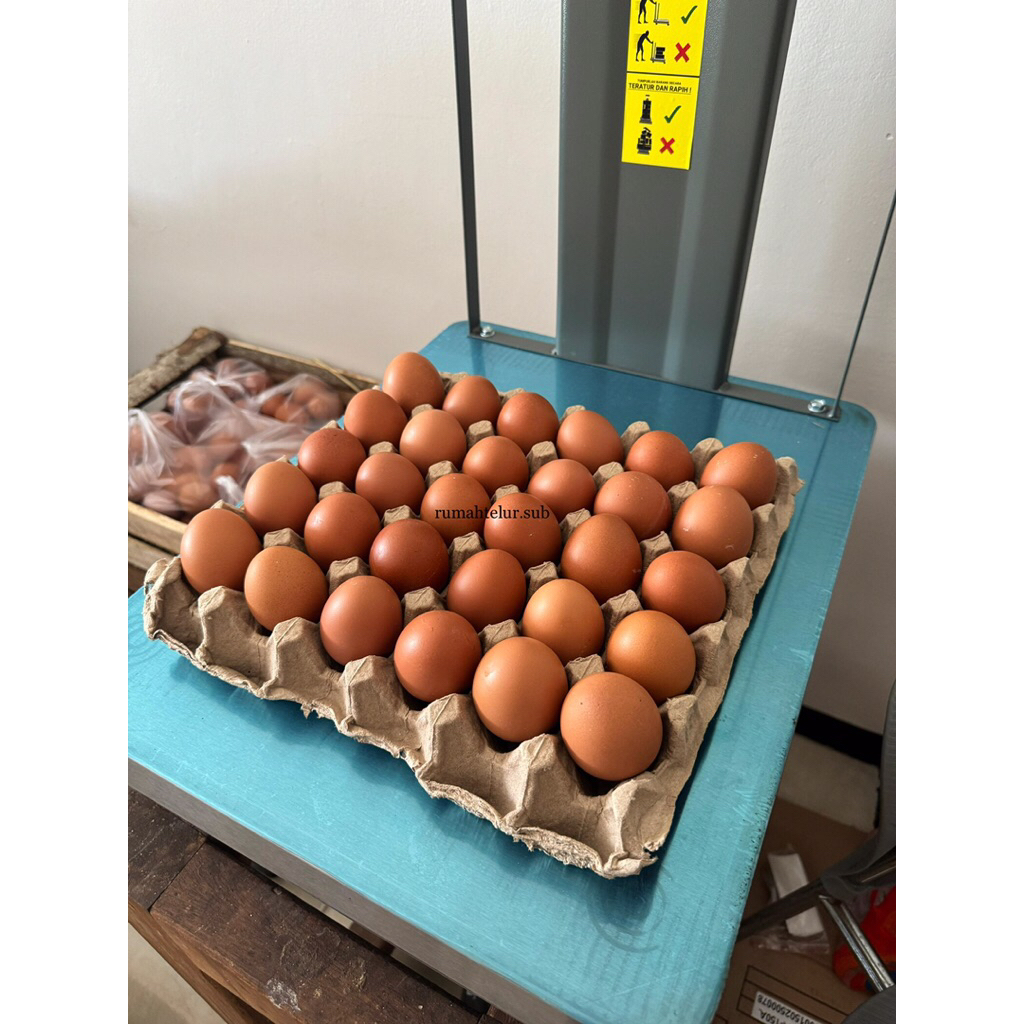 Telur Ayam Negri, 1 Tray telur ayam Negri , 30 butir