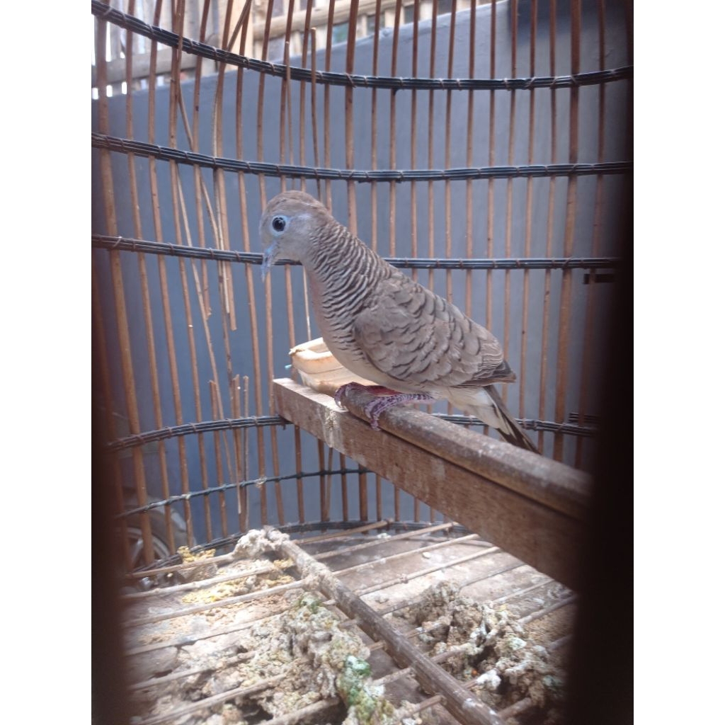 Burung perkutut lokal katuranggan Noroyono super