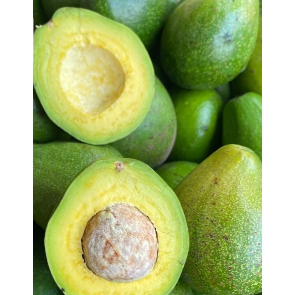 Alpukat mentega Lampung