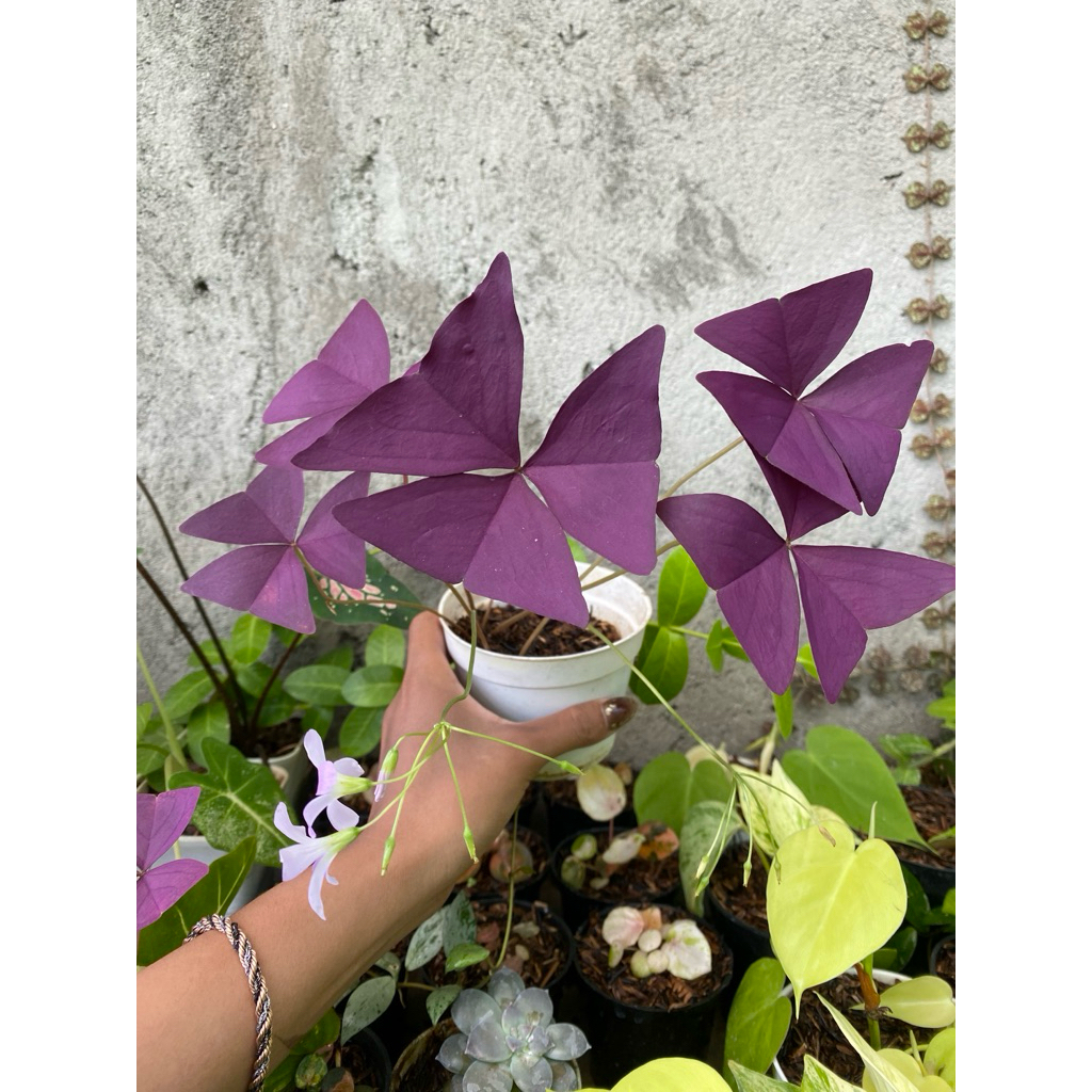 oxalis
