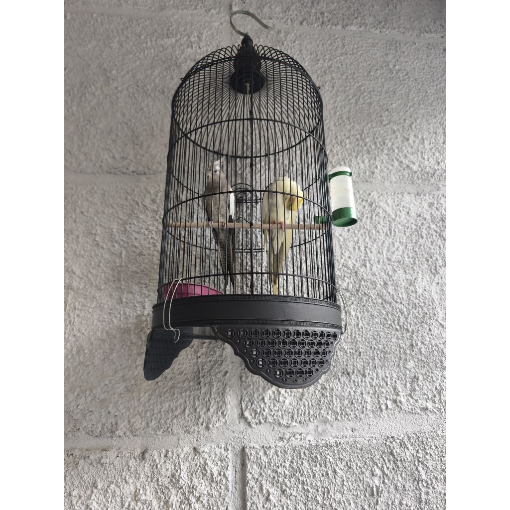 burung falk / parkit Australia / cockatiel sepasang