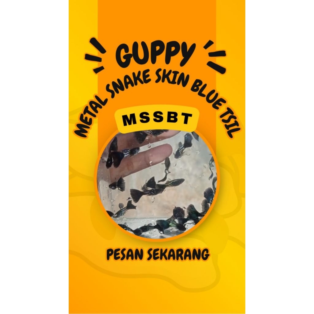 Paket Mssbt GuppyPair