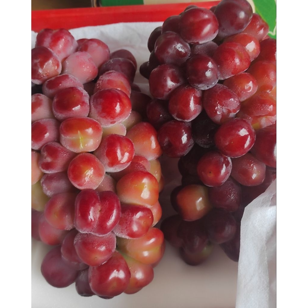 Buah Anggur Red Muscat | Muscat merah | Andira Fresh