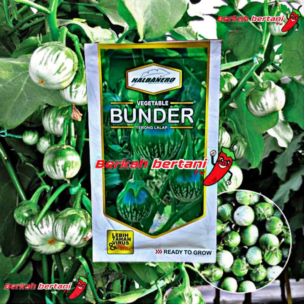 Benih Terong lalapan hijau bulat BUNDER by HALBANERO